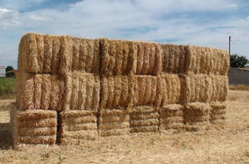 Uso de paja de trigo como sustituta de componentes plásticos de las baterías de litio