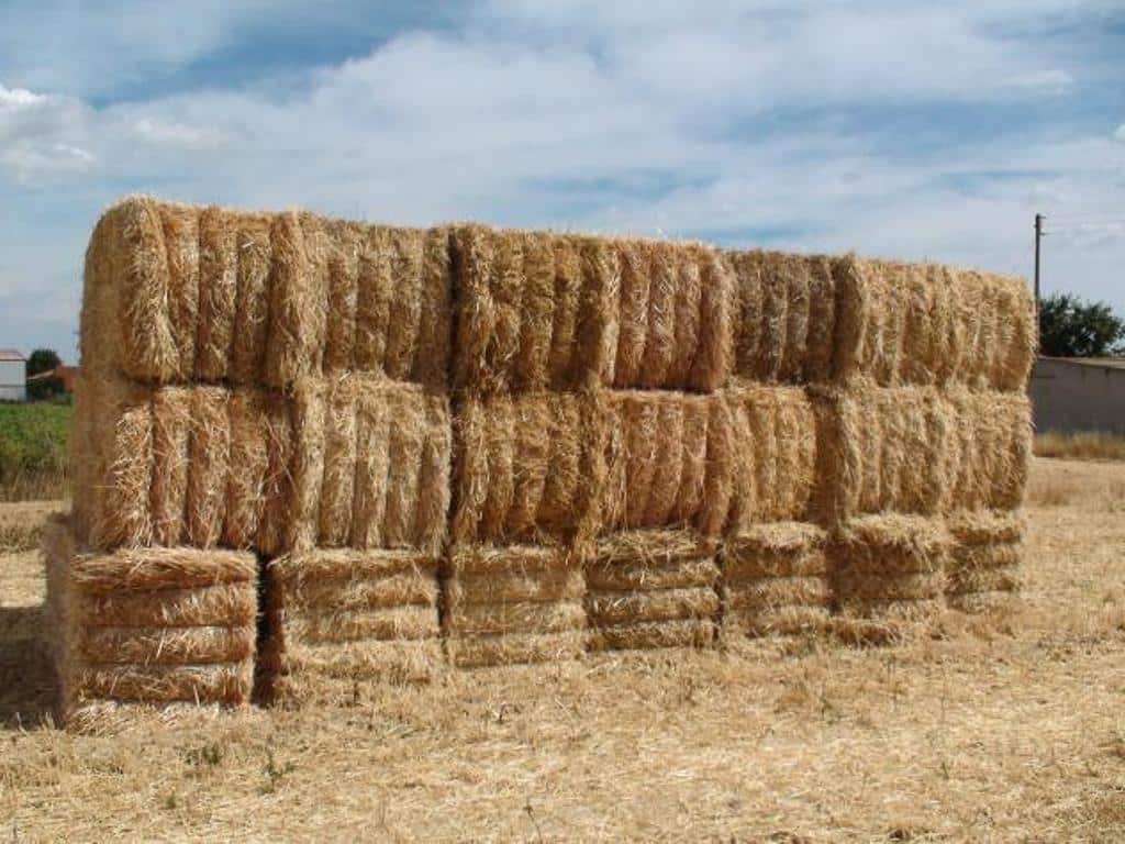 Uso de paja de trigo como sustituta de componentes plásticos de las baterías de litio