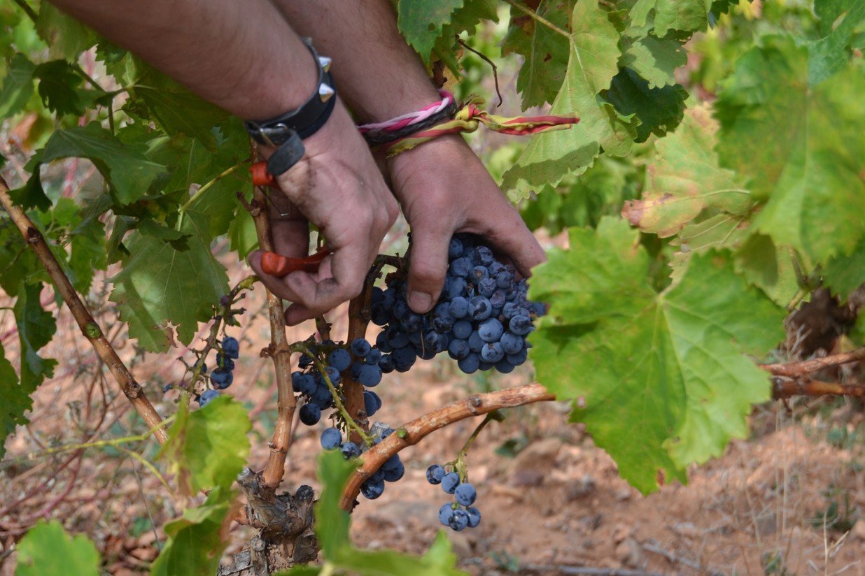 Agricultura permitirá la plantación de 172 nuevas hectáreas de viñedo en la DOP Cava por un año