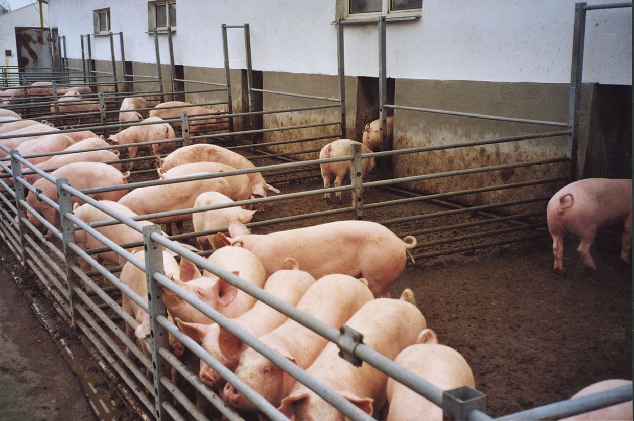 Balance COAG 2017: el porcino y los bajos precios de los piensos evitan el desplome de la renta agraria