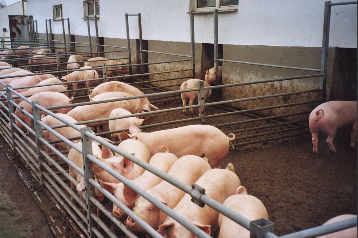 Asaja y COAG cifran en 300.000 € por instalación el sobrecoste por la adaptación de las granjas de porcino a las exigencias de bienestar animal
