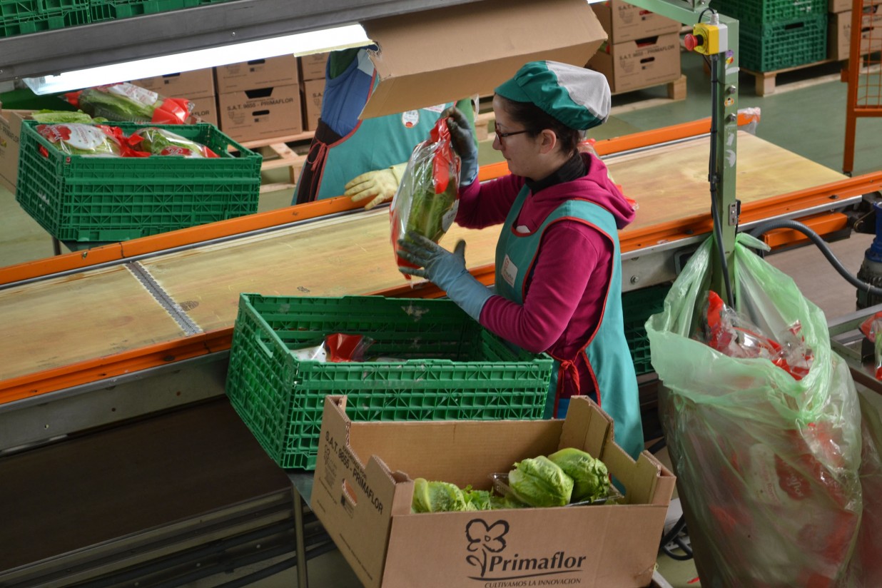 Las heladas provocan un descenso del volumen de lechuga disponible en Murcia y Almería, según Proexport