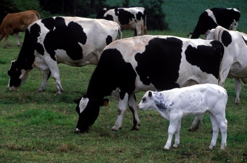 Entregas y precio medio de la leche de vaca repuntaron en noviembre pasado