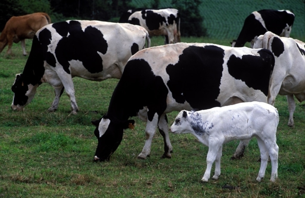 Entregas y precio medio de la leche de vaca repuntaron en noviembre pasado