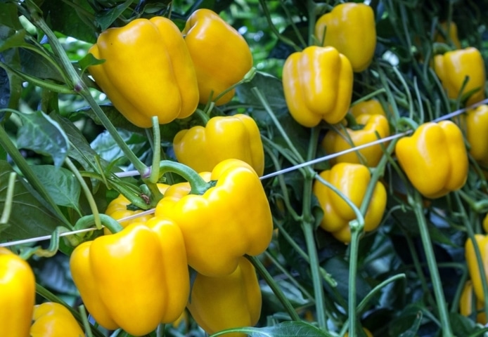 Semillas Fitó lanza su nuevo pimiento Borneo, el nuevo california amarillo con calibre G