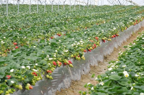 Fuerte auge de las plantaciones de frutos rojos en España en 2018