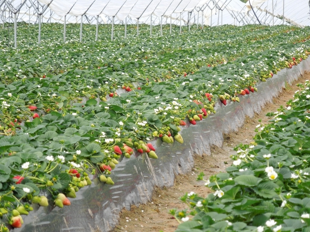 Fuerte auge de las plantaciones de frutos rojos en España en 2018