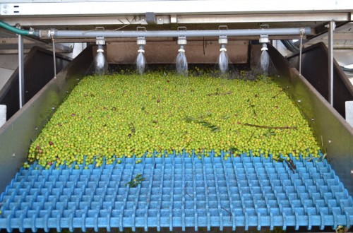 Egipto y Turquía pisan los talones a España en la oferta mundial de aceituna de mesa