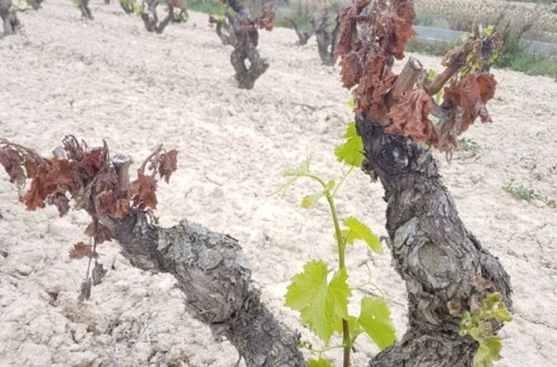 Récord de contratación de los seguros de cultivos herbáceos y de uva para las cosechas de 2018