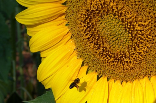 La CE lanza una consulta pública sobre acciones para frenar el declive de las abejas y otros polinizadores