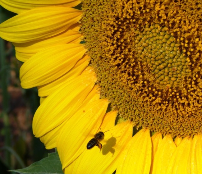 La CE lanza una consulta pública sobre acciones para frenar el declive de las abejas y otros polinizadores