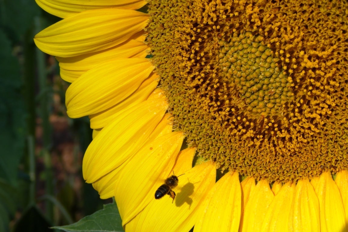 La CE lanza una consulta pública sobre acciones para frenar el declive de las abejas y otros polinizadores