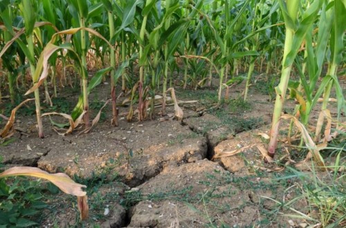 ¿Cómo gestionarán y se repartirán los regantes la escasez de agua este año?