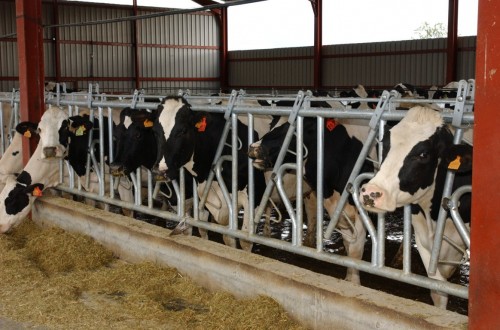 La mejora de márgenes sostiene el menor precio de la leche de vaca en España respecto a la UE