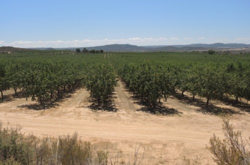 Situación actual de los frutos secos en España