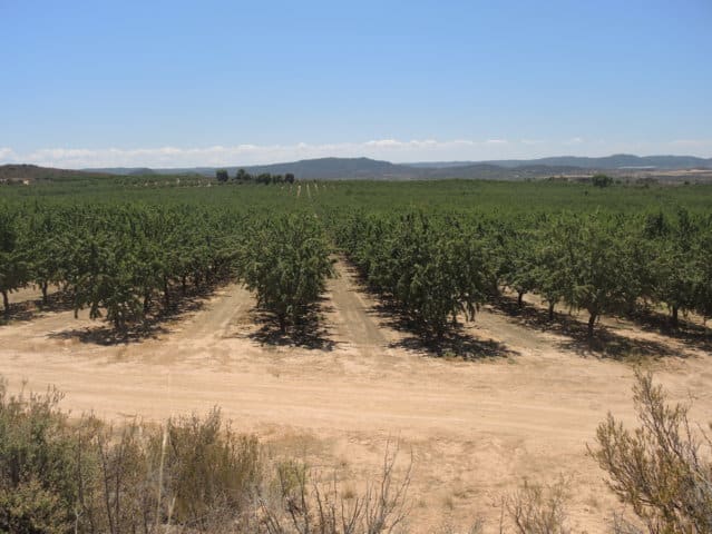 Situación actual de los frutos secos en España