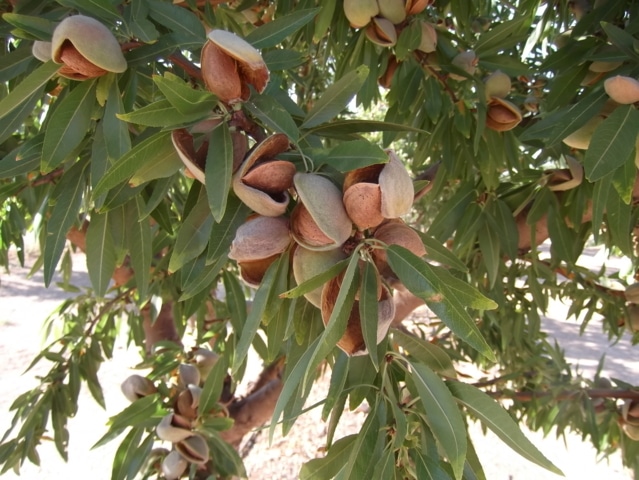 Las líneas base del potencial hídrico del almendro para la programación del riego