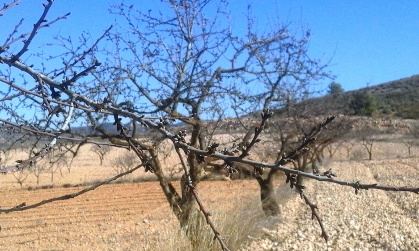 La Unió califica de duro golpe la posible eliminación de la ayuda a la superficie de fruto secos