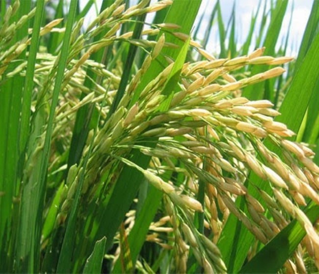 El Mapama prevé unas 830.360 t de arroz cáscara en la campaña 2017/18