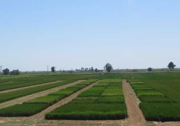 El IRTA organiza el próximo 13 de febrero una jornada técnica de arroz