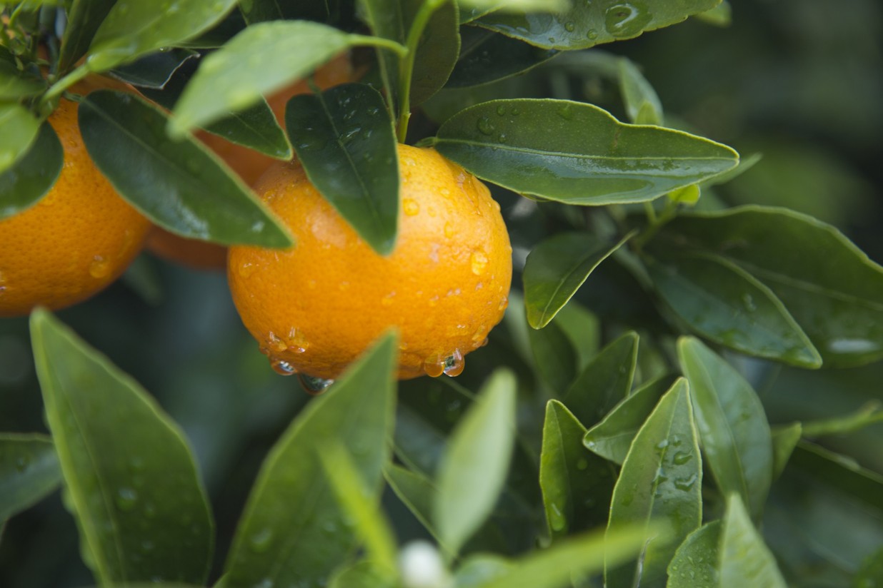La mandarina Orri prevé comercializar más de 45.000 toneladas en la campaña 2017-2018
