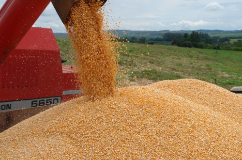 España necesita importar en 2017/18 “otra cosecha” para atender su demanda interna de cereales