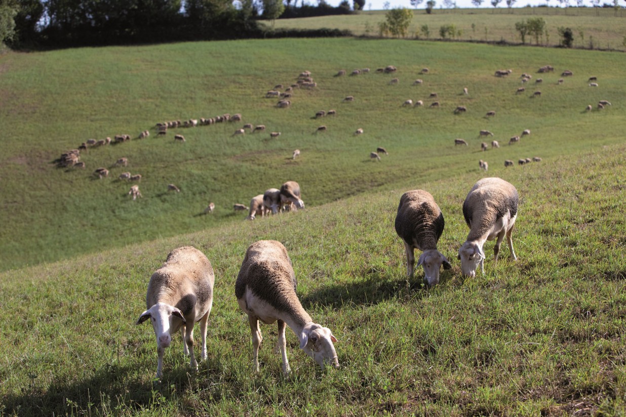 La Cátedra Oviaragón-Pastores organiza la jornada “Carne de Cordero: Salud y Sostenibilidad”