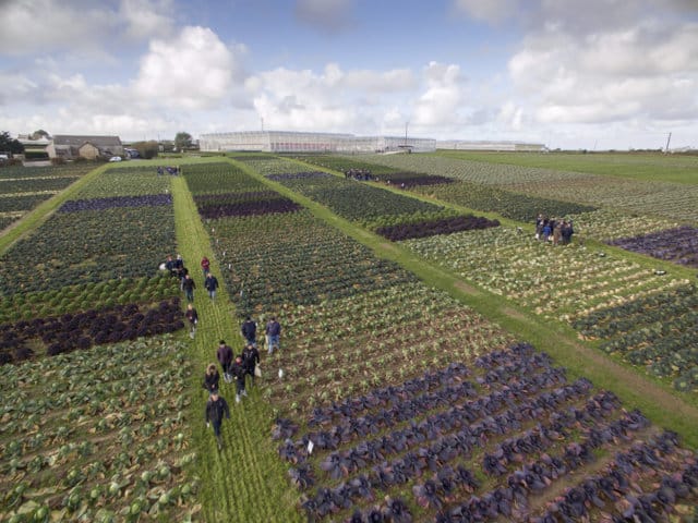 Syngenta muestra sus híbridos experimentales de brassicas resistentes a enfermedades