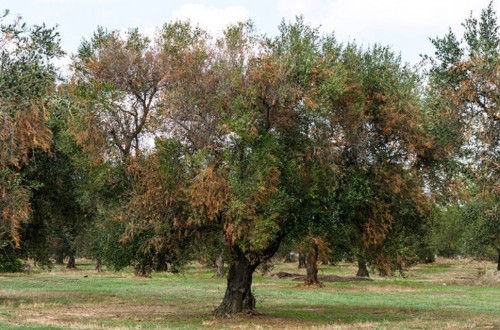 La enfermedad de la Xylella fastidiosa, objeto de análisis e investigación en España