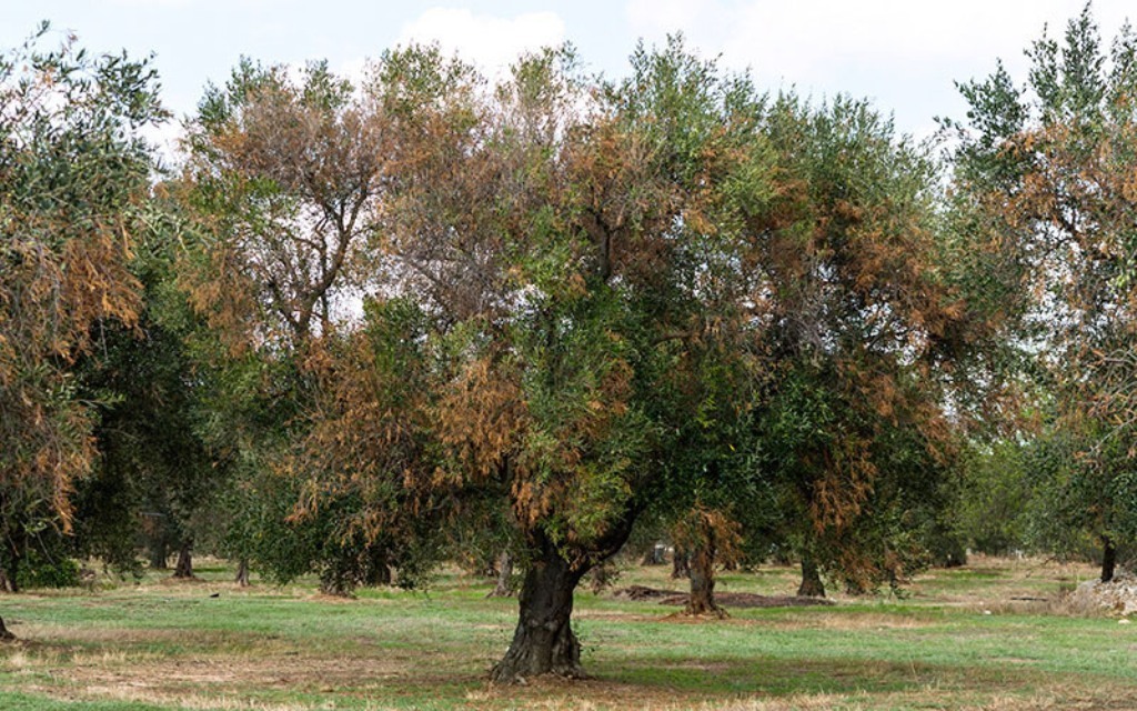 La enfermedad de la Xylella fastidiosa, objeto de análisis e investigación en España