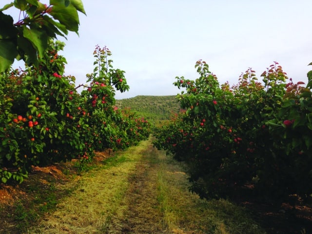 Frutas David, seña de calidad en base a una producción propia