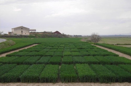 Evaluación de nuevas variedades de trigo duro, triticale, avena y centeno híbrido