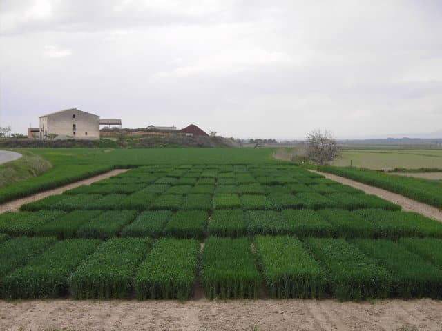 Evaluación de nuevas variedades de trigo duro, triticale, avena y centeno híbrido