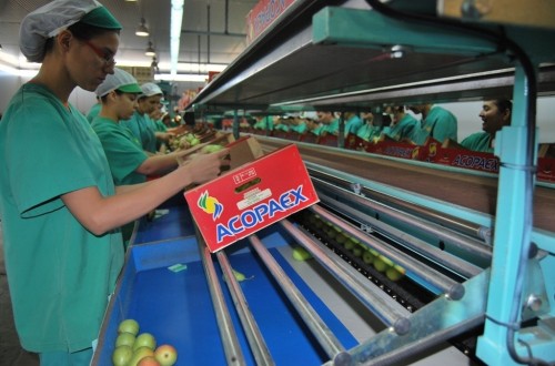 El sector productor de fruta dulce insiste en medidas fiscales y financieras urgentes