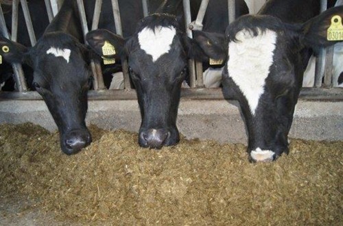 Bruselas avanza ya rebajas en el precio medio de la leche de vaca en la UE