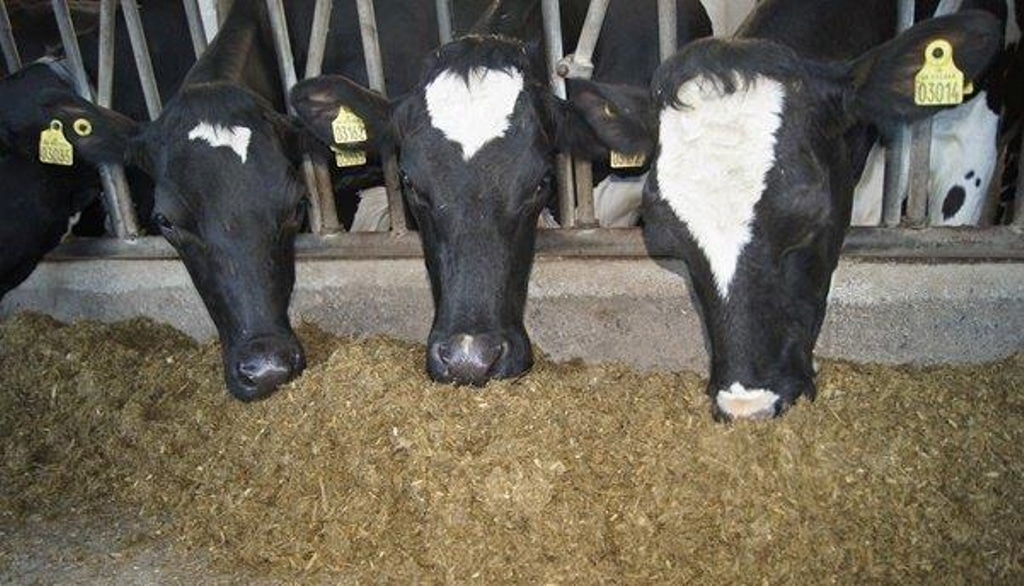 Bruselas avanza ya rebajas en el precio medio de la leche de vaca en la UE