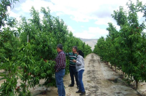 FEPEX define sus primeras medidas para la mejora del sector de la fruta dulce