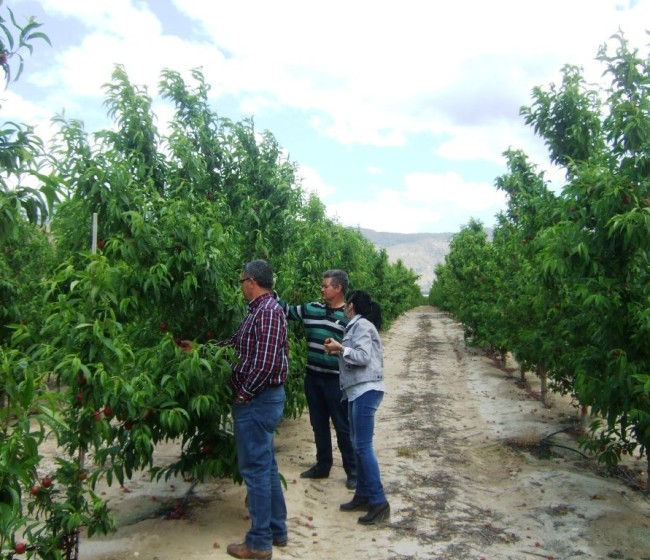 FEPEX define sus primeras medidas para la mejora del sector de la fruta dulce