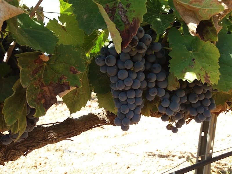 El bioestimulante Phylgreen permite mantener el rendimiento en viña a pesar del estrés hídrico