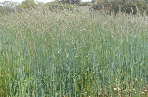La falta de lluvias recorta un 1,3% las siembras de cereal de otoño-invierno campaña 2018/19