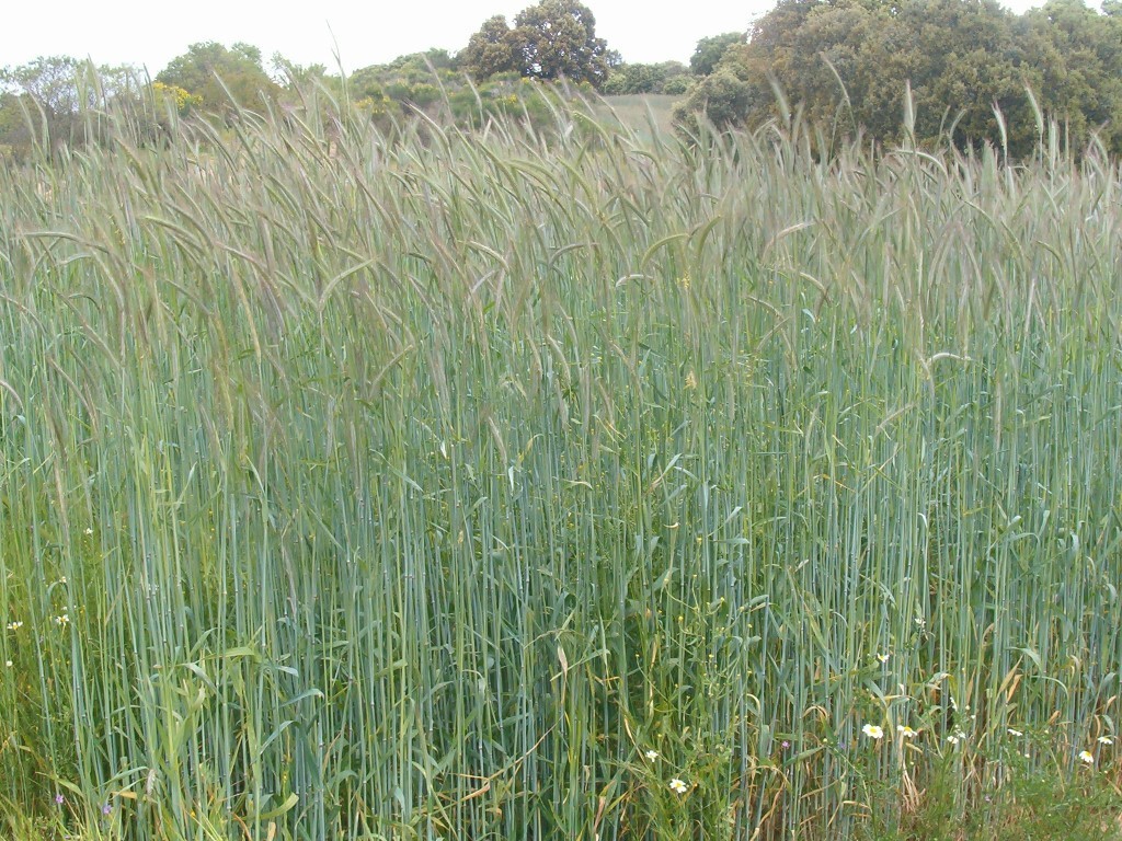 La falta de lluvias recorta un 1,3% las siembras de cereal de otoño-invierno campaña 2018/19