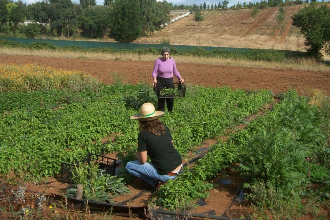 Asignados casi 10 M€ de derechos de pago básico de la PAC 2017 a 2.455 agricultores, la mayoría jóvenes