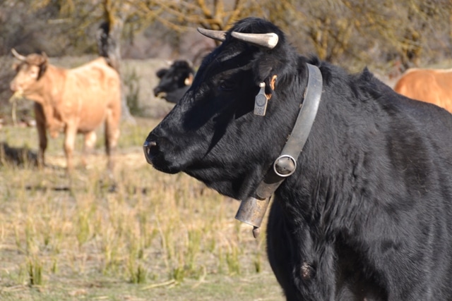 subproductos para alimentación animal