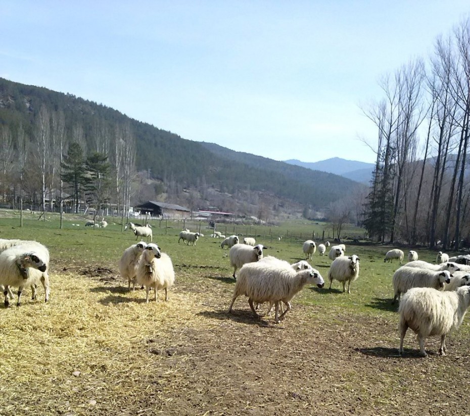 La Eurocámara defiende una nueva ayuda medioambiental en apoyo del ovino y caprino