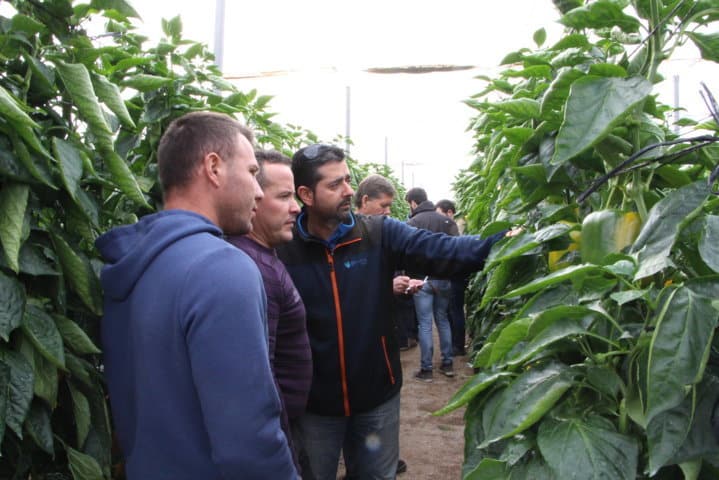 Semillas Fitó completa su gama de California amarillo con Mikonos y Madagascar