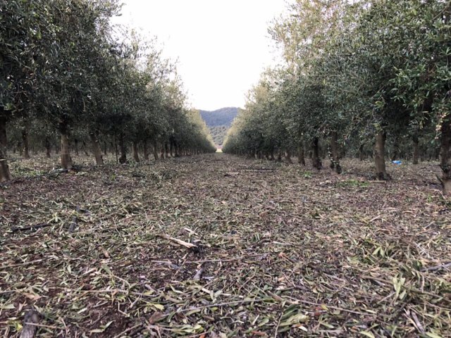 Todolivo logra una huella de cabrono positiva con su sistema de poda para el olivar en seto