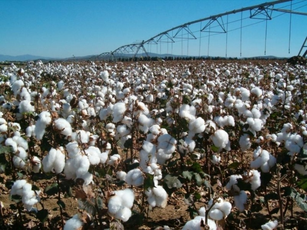 Ayudas de casi 996 €/ha de pago específico al cultivo del algodón en 2017/18