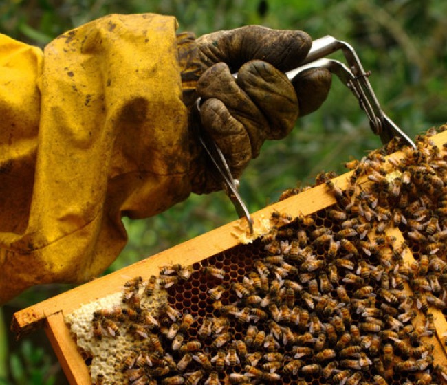 La EFSA confirma que los neonicotinoides suponen un riesgo para las abejas