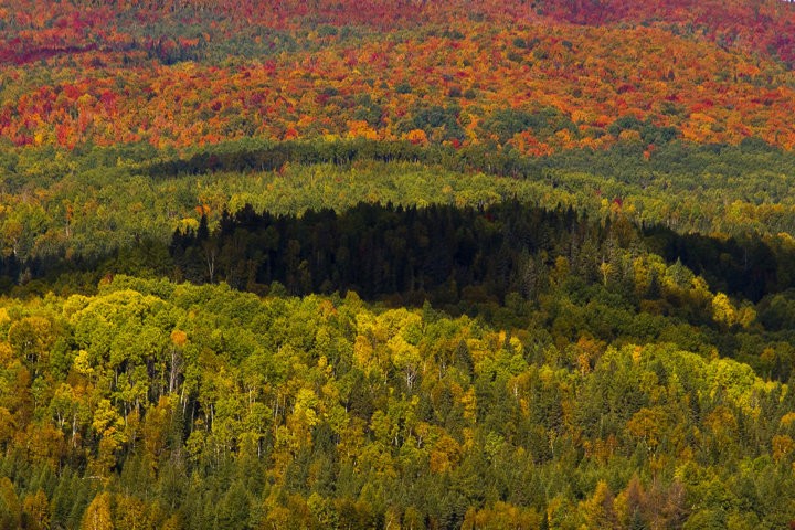 Bosque