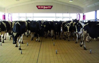 Confort-bienestar de la vaca lechera
